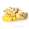 Wholesale organic fresh ginger